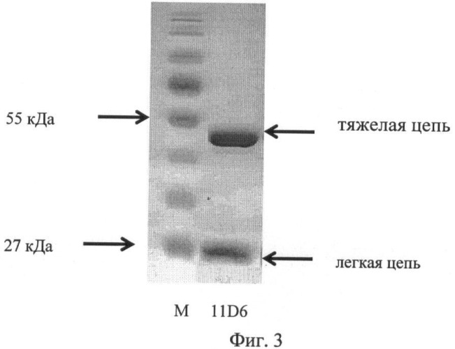 Штамм гибридных культивируемых клеток животных mus musculus 11d6-продуцент моноклональных антител, специфичных к липополисахаридам francisella tularensis (патент 2451078)