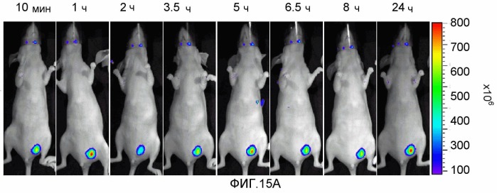 Конъюгаты rgd-(бактерио)хлорофилл для фотодинамической терапии и визуализации некротических опухолей (патент 2518296)