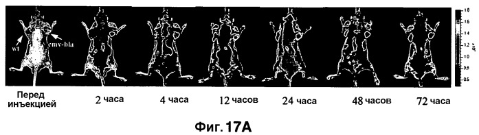 Применение бактериальной бета-лактамазы для диагностики in vitro и визуализации, диагностики и лечения in vivo (патент 2520661)