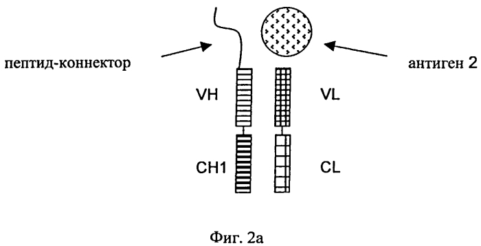 Биспецифические антигенсвязывающие белки (патент 2573914)