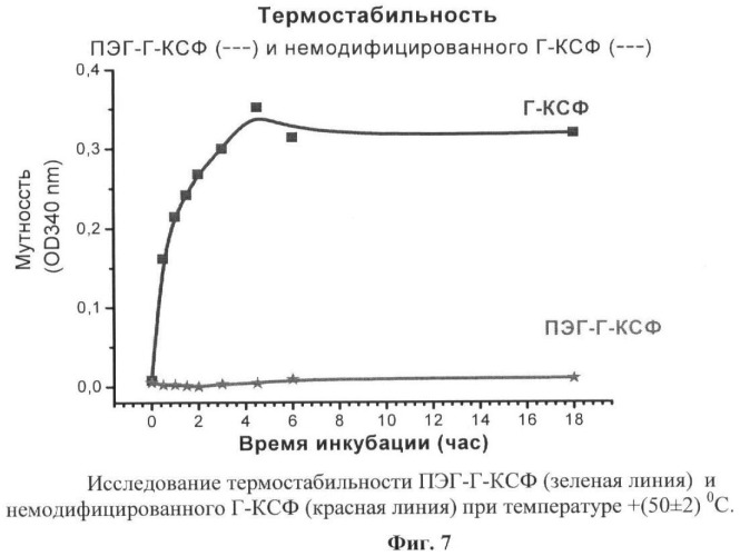 Новый функционально активный, высокоочищенный стабильный конъюгат гранулоцитарного колониестимулирующего фактора (г-ксф) с полиэтиленгликолем с пролонгированным биологическим действием, пригодный для медицинского применения, и иммунобиологическое средство на его основе (патент 2446173)