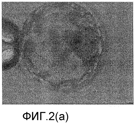 Выделение внутренней клеточной массы для создания линий эмбриональных стволовых клеток человека (hesc) (патент 2291703)