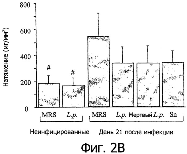 Пробиотики для нервно-мышечной функции кишечника (патент 2346036)