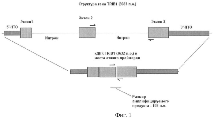 Способ диагностики рака мочевого пузыря (варианты) и набор для его осуществления (патент 2469323)