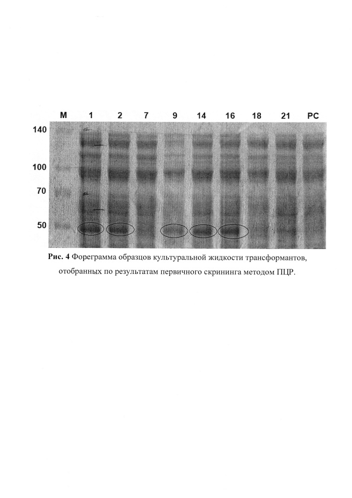 Рекомбинантный штамм мицелиального гриба penicillium canescens cl14, продуцирующий компонент целллюлосомы clostridium thermocellum, и способ его культивирования (патент 2646132)