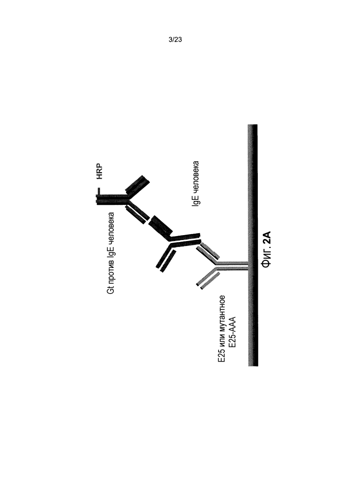 Анализы определения антител, специфичных к терапевтическим антителам против ige, и их применение при анафилаксии (патент 2642295)