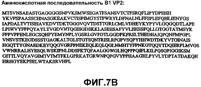 Способ выявления парвовируса b19 человека в биологическом образце (варианты) и набор для его осуществления (патент 2301263)