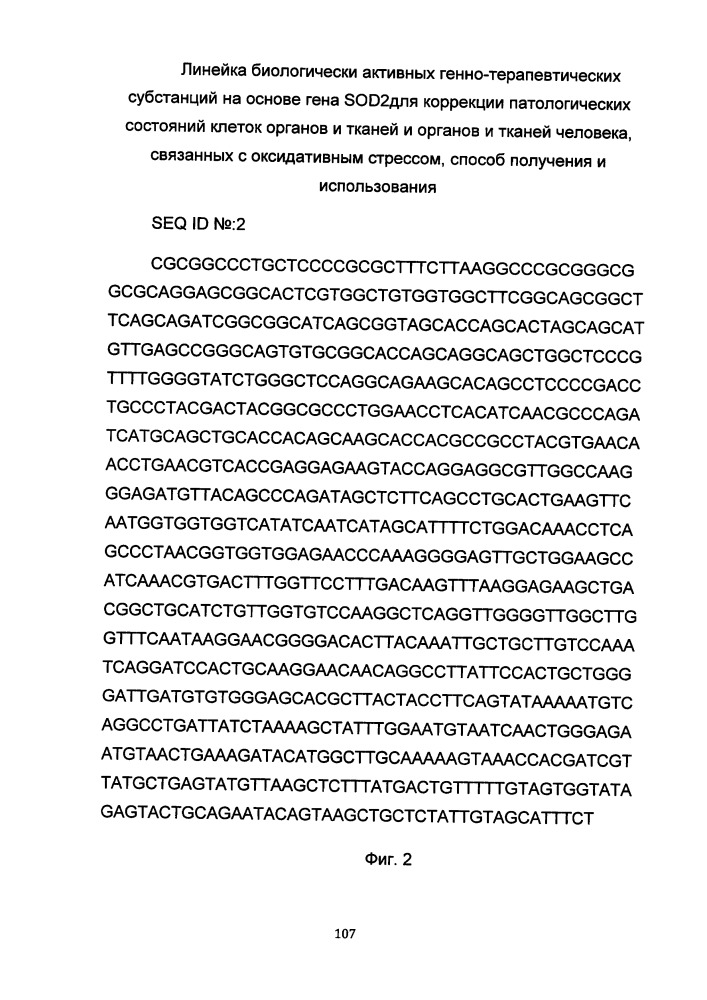 Линейка биологически активных генно-терапевтических субстанций на основе гена sod2 для коррекции патологических состояний клеток органов и тканей и органов и тканей человека, связанных с оксидативным стрессом, способ получения и использования (патент 2651757)