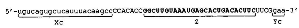 Молекула одноцепочечной нуклеиновой кислоты для контроля экспрессии генов (патент 2628311)