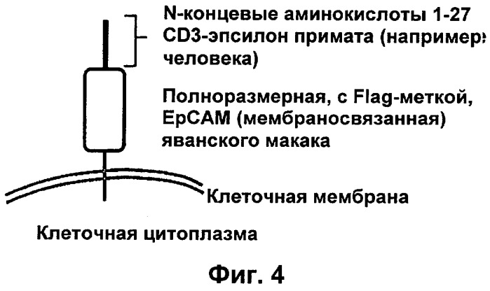 Биспецифические связывающие агенты с межвидовой специфичностью (патент 2535992)