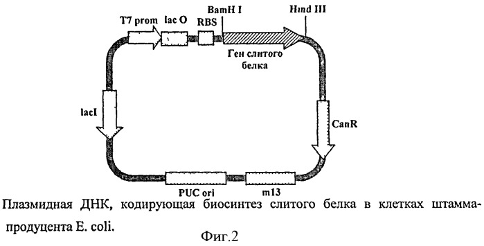 Слитый белок, имеющий активность ингибитора ангиогенеза (патент 2372354)