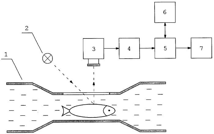 Способ подсчета молоди рыб в потоке воды (патент 2300195)
