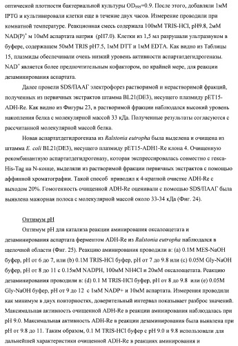 Бактерия семейства enterobacteriaceae - продуцент l-аспарагиновой кислоты или метаболитов, производных l-аспарагиновой кислоты, и способ получения l-аспарагиновой кислоты или метаблитов, производных l-аспарагиновой кислоты (патент 2472853)