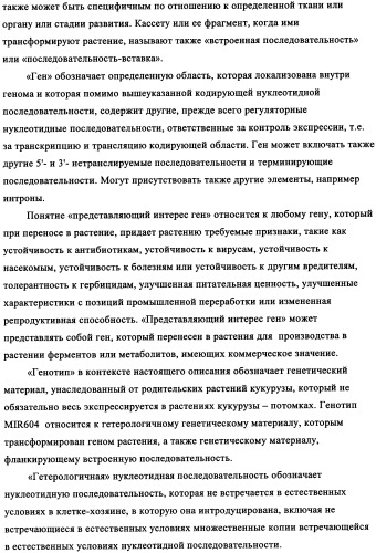 Вариант кукурузы mir604 (патент 2351122)