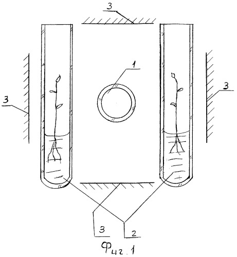 Способ обработки посадочного материала картофеля (патент 2283561)