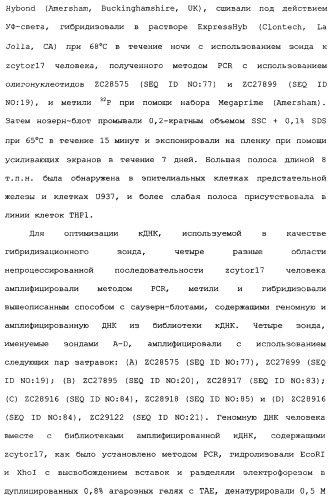 Новый лиганд рецептора цитокина zcytor17 (патент 2360923)
