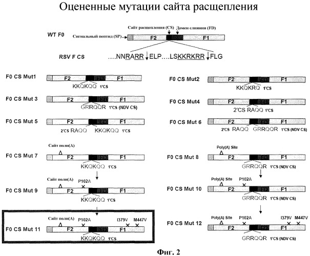 Модифицированные f протеины sv и способы их применения (патент 2531510)