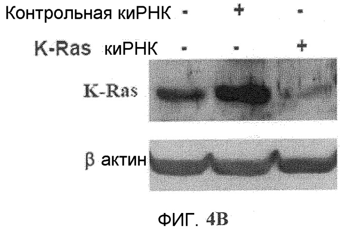 Онкогенное ras-специфичное цитотоксическое соединение и способы его применения (патент 2448703)