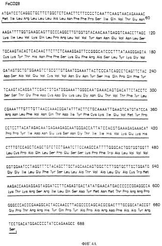 Нуклеиновые кислоты, кодирующие рецептор ctla-4 кошки, вектор, клетки-хозяева, вакцины, олигонуклеотиды, полипептиды ctla-4 кошки и способы индукции и подавления иммунного ответа у кошки (патент 2377302)