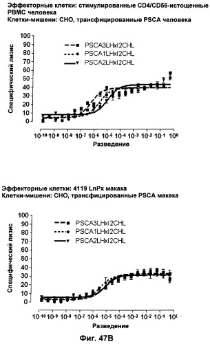 Pscaxcd3, cd19xcd3, c-metxcd3, эндосиалинxcd3, epcamxcd3, igf-1rxcd3 или fap-альфаxcd3 биспецифическое одноцепочечное антитело с межвидовой специфичностью (патент 2547600)