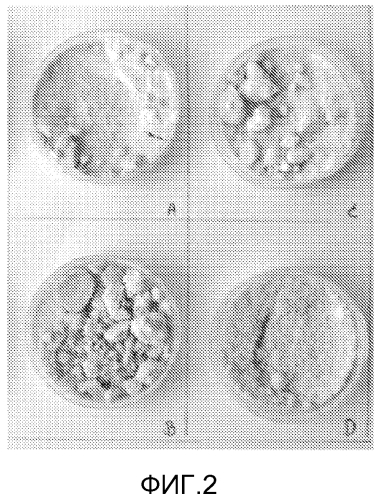 Stabiliser of colour in bacterial composition (патент 2560425)