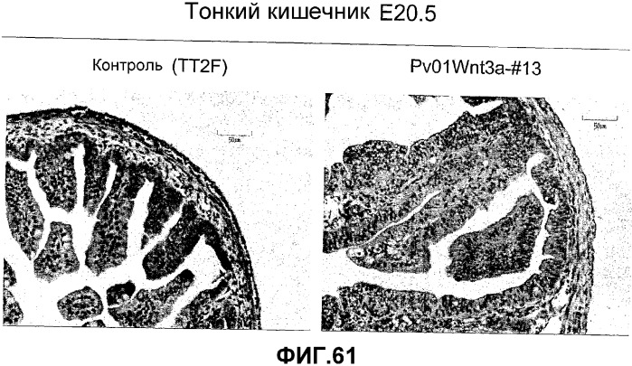 Желудочно-кишечный пролиферативный фактор и его применения (патент 2343158)