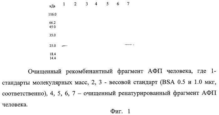 Способ получения активного фрагмента альфа-фетопротеина человека (патент 2448116)