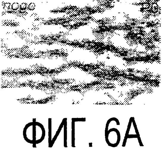 Очищенный иммуногенный белок, его фрагменты и производные (патент 2304585)