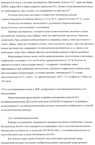 Способ продукции 4-гидрокси-l-изолейцина (патент 2402608)
