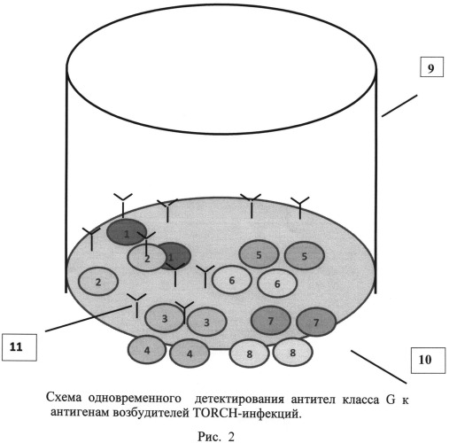 Способ одновременного детектирования антител класса g к антигенам возбудителей torch-инфекций с использованием иммуночипа (патент 2545792)