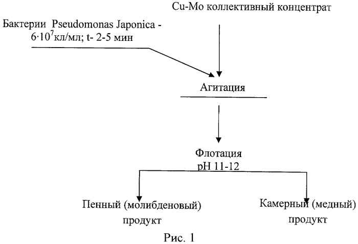 Способ разделения медно-молибденовых руд (патент 2481410)