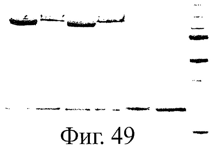 Улучшенные нанотела против фактора некроза опухоли-альфа (патент 2464276)