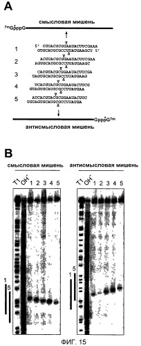 Малые молекулы рнк, опосредующие интерференцию рнк (патент 2322500)