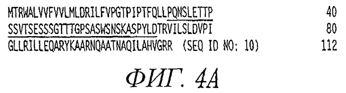Белки урокортина и их применения (патент 2278871)