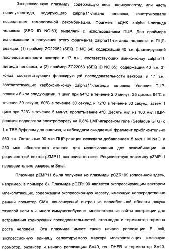 Выделенный полипептид, связывающий рецептор zalpha11-лиганда (варианты), кодирующий его полинуклеотид (варианты), вектор экспрессии (варианты) и клетка-хозяин (варианты) (патент 2346951)