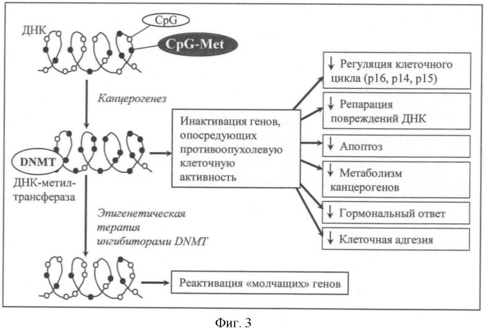 Фармацевтическая композиция для лечения диспластических процессов шейки матки (патент 2395281)