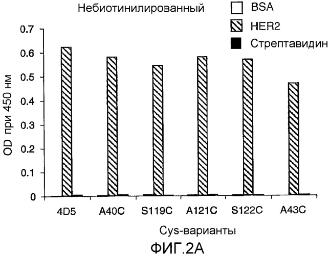 Антитела, сконструированные на основе цистеинов, и их конъюгаты (патент 2412947)