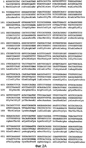 Апоптотическая чувствительность к apo2l/trail путем тестирования экспрессии galnac-t14 в клетках/тканях (патент 2416097)