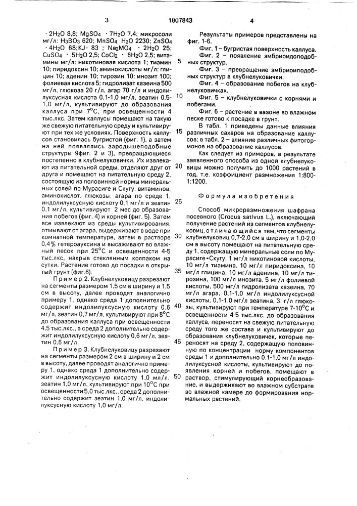 Способ микроразмножения шафрана посевного (crocus sатivus l.) (патент 1807843)