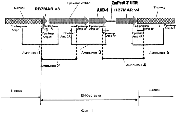 Детекция aad-1 объекта das-40278-9 (патент 2577143)