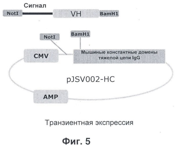 Антитела к nkg2a и их применения (патент 2499001)