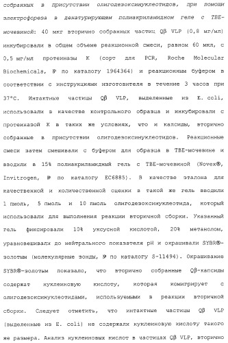 Композиции, содержащие cpg-олигонуклеотиды и вирусоподобные частицы, для применения в качестве адъювантов (патент 2322257)