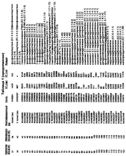 Гены corynebacterium glutamicum, кодирующие белки, участвующие в метаболизме углерода и продуцировании энергии (патент 2310686)