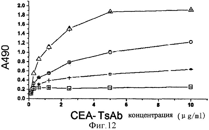 Одноцепочечное триспецифическое антитело рекомбинант анти-сеа/cd3/cd28, полученный путем генетической инженерии (патент 2361878)