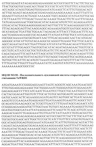 Молекулы нуклеиновых кислот, кодирующие wrinkled1-подобные полипептиды, и способы их применения в растениях (патент 2385347)