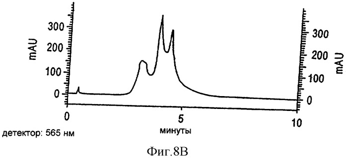 Способ и устройство для получения фикоэритрина с высокой оптической плотностью (патент 2315094)