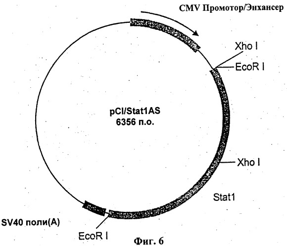 Модуляция экспрессии stat-1-зависимых генов (патент 2311456)