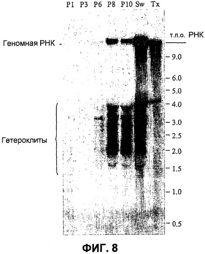 Вирусы prrs, их инфекционные клоны, мутантные формы и способы применения (патент 2427646)