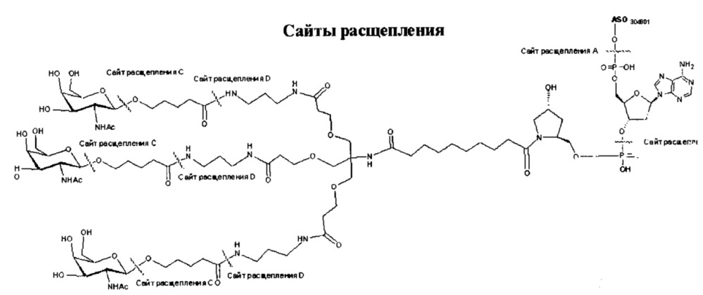 Композиции и способы модулирования экспрессии аполипопротеина c-iii (патент 2650510)