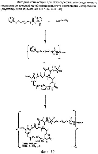 Высокоэффективные конъюгаты и гидрофильные сшивающие агенты (линкеры) (патент 2487877)